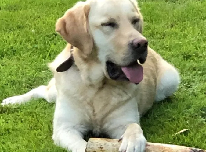 Le Nid D'hirondelle Frühstückspension